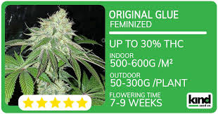 The Ultimate Guide to Quarter Pound of Weed What You Need to Know