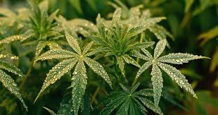 Exploring the Fascinating World of Orange Weed